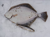 Herring and Flounder Lay on the Snow Photographic Print by Thomas J. Abercrombie