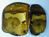 Amber containing n fossilized insect Lámina fotográfica Amber containing n fossilized insect Lámina fotográfica