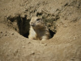 A Prairie Dog Pops out of His Burrow to Check out the World Photographic Print by Stephen St. John