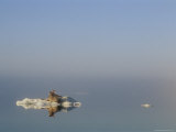 Two walruses rest on an ice floe 写真プリント