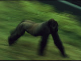 A Gorilla at Zoo Atlanta Photographic Print
