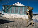 A Dog Poses for His Portrait Outside a Home in Mentone Photographic Print