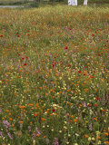 Flowering Field in Algeria Photographic Print by Thomas J. Abercrombie