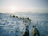 Caribou-Drawn Sleds Travel Across the Snowy Steppe Photographic Print by Dean Conger