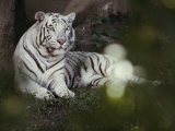 A Rare White Tiger at the Cincinnati Zoo Lámina fotográfica