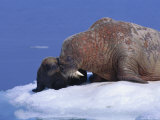 An Atlantic Walrus Smells Her Young Pup Photographic Print by Paul Nicklen