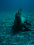 California Sea Lions (Zalophus Californianus) Photographic Print