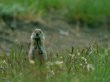 A uinta ground squirrel (Spermophidus armatus) nibbles on a morsel of food near a badger den Lámina fotográfica