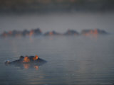 A view of hippopotamuses lounging in the water Lámina fotográfica