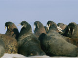 Atlantic Walruses Often Gather Together on Ice Floes for Protection in Numbers Photographic Print by Norbert Rosing