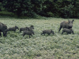A Pair of Warthogs and Their Litter Forage in a Clearing Photographie