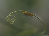 A Very Young Larva of the Passionflower Butterfly Inches Along a Curly Tendril of a Passionflower Fotografisk trykk av Joseph H. Bailey