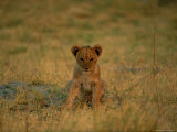 A Five-Month-Old Cub Photographie