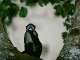 A moustached guenon monkey (Cercopithecus cephus) sitting in a tree, eating Stampa fotografica A moustached guenon monkey (Cercopithecus cephus) sitting in a tree, eating Stampa fotografica