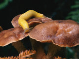 A Banana Slug Crawls on a Mushroom Photographic Print