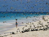 A Woman Walks on the Beach Among Terns Photographie