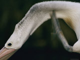An Australian Pelican Scratches its Neck Photographic Print by Jason Edwards