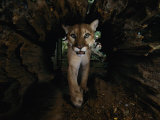 A Hissing Cougar Prowls its Cage Photographic Print