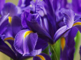 Close view of irises Lámina fotográfica Close view of irises Lámina fotográfica