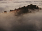 Fir Trees in the Fog Photographic Print
