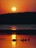 Swans Silhouetted by the Setting Sun Photographic Print