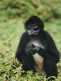 A black-handed spider monkey Stampa fotografica di Roy Toft A black-handed spider monkey Stampa fotografica di Roy Toft