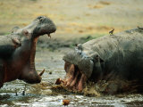 Male hippopotamuses vie for territory Lámina fotográfica