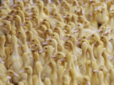 View of a Large Flock of Ducks Photographic Print by Thomas J. Abercrombie