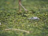 A Crocodile Pokes His Head Above the Dense Vegetation Photographic Print by Chris Johns