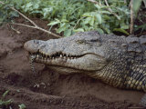 Close view of a crocodile Lámina fotográfica Close view of a crocodile Lámina fotográfica