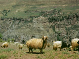 Goats in a Field Photographic Print