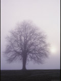 Tree in the Morning Mist Photographic Print