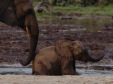 African Forest Elephant Mother and Baby Photographic Print by Michael Nichols