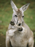 A Close View of a Wallabi at the Sydney Zoo Photographic Print