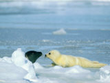 A Newborn Harp Seal Pup in Yellowcoat Sniffs Another Grown Harp Seal Photographic Print