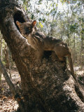 A Fossa Stands on a Tree Trunk Photographic Print by Roy Toft