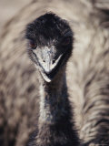 Close-up of an Emus Head and Neck Photographic Print