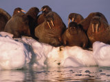 Atlantic walruses rest on an ice patch 写真プリント
