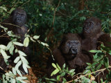 Three western lowland gorillas sit in the jungle Lámina fotográfica
