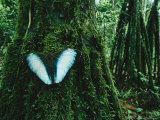 Standing on Stilts, Madidis Walking Trees, Appear to Move as Their Shadyside Roots Wither Photographic Print