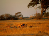 Lionesses and Their Cubs Make a Joyful Sight as They Gambol Across the Golden Savannah Photographic Print