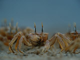 A Herd of Ghost Crabs (Ocypode Albicans) Foraging in the Sand Photographic Print