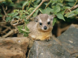 A rock hyrax sits on rock Lámina fotográfica