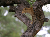 A Leopard Rests on a Tree Photographic Print by Tim Laman