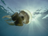 A Papuan jellyfish swims in the ocean Lámina fotográfica
