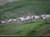 Arabian Oryxes at San Diego Wild Animal Park Photographic Print by Michael Nichols