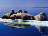 A Group of Atlantic Walruses Bask in the Sun Photographic Print by Paul Nicklen