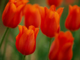 Tulips Photographic Print by James P. Blair
