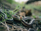 A Common Garter Snake Strikes at an Intruder Photographic Print
