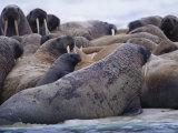 A group of  Atlantic walruses bask on the drifting ice 写真プリント